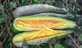 高邮网红吃瓜,揭秘网络红人的幕后故事